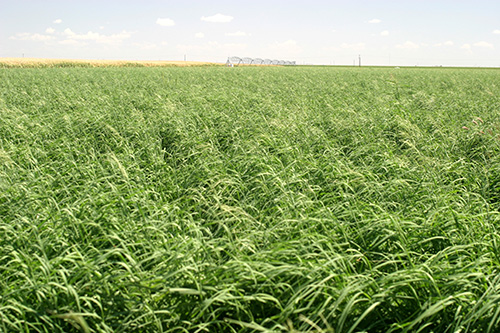 Other Grasses